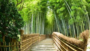 منطقة ساغانو وأراشي ياما