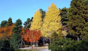 حديقة فوكياج