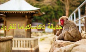 حديقة تاكاساكياما للقرود