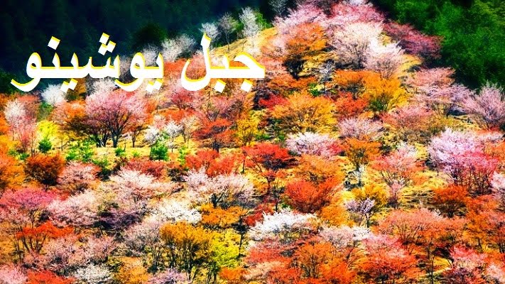 جبل يوشينو