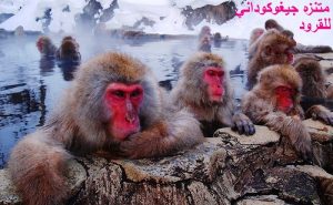 متنزه جيغوكوداني للقرود